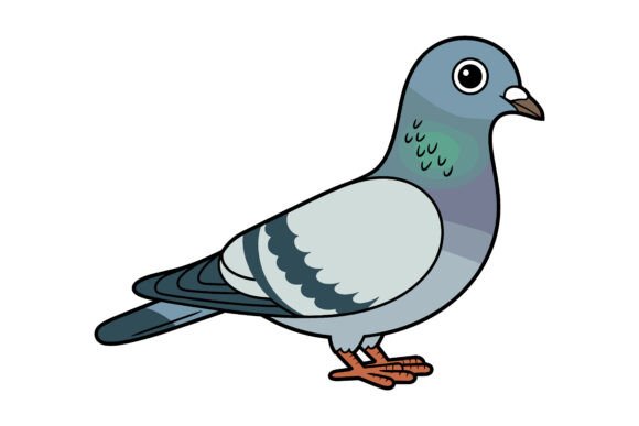 Pigeon Illustration Vector Graphics